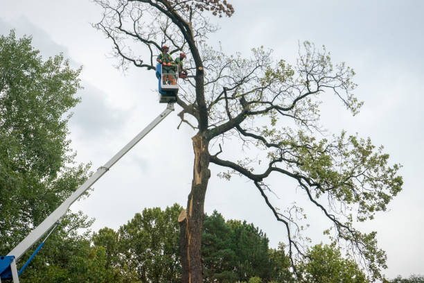 Best Tree Cutting Near Me  in Orofino, ID